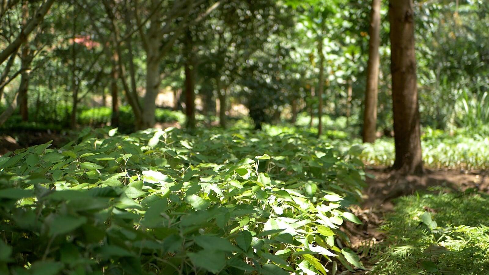 Reforesting Laos: Unveiling the Transformative Power of Trees